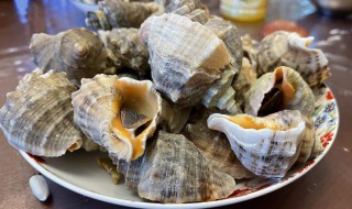 海螺煮多少分钟 海螺煮多长时间才熟呢