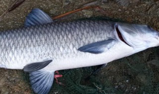 青鱼煮多久能吃 青鱼煮多长时间才能食用呢