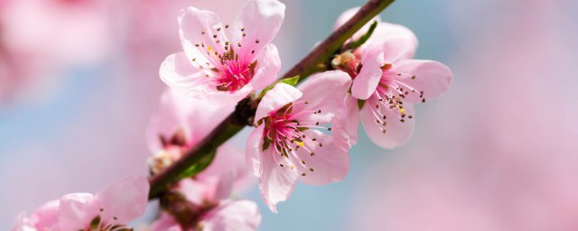 越南春节摆桃花是什么意思 越南春节摆桃花的寓意