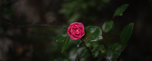 春节在家里摆什么花好看 春节在家里摆什么花比较美观