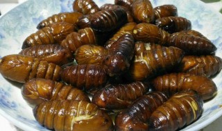 水煮蚕蛹煮多少分钟 水煮蚕蛹煮多长时间才熟