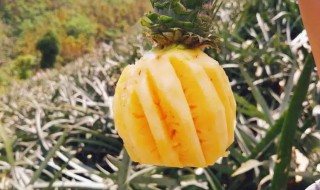 云南小菠萝怎么挑新鲜 云南小菠萝挑选新鲜的有什么技巧