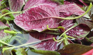 新鲜苋菜怎么存放 新鲜苋菜的存放方法介绍