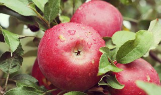 苹果怎么挑选好吃 脆甜多汁苹果这样挑有诀窍