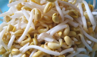 黄豆芽要煮多久能吃 黄豆芽要煮多长时间才能吃呢