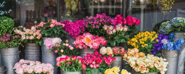 春节开店摆什么花好卖 春节花市卖什么花