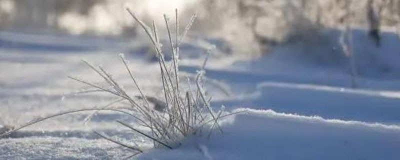 冬天下的雪米子叫什么