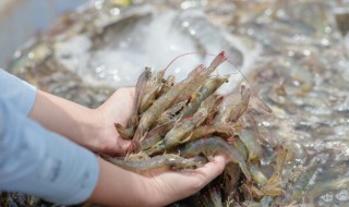 河虾生的可以放冰箱吗 生虾可以放冰箱冷藏吗