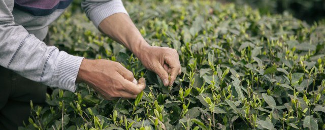 绿茶泡茶时茶叶可以咀嚼吗 绿茶泡茶时茶叶能咀嚼吗