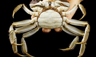 生的螃蟹可以放冰箱冷藏吗 新鲜的螃蟹能不能放冰箱冷藏