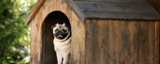 法斗犬怎么养 怎么养法斗