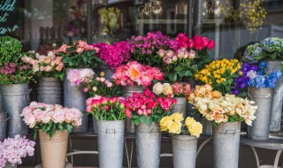 属兔本命年摆什么花 本命年兔年家里摆什么植物