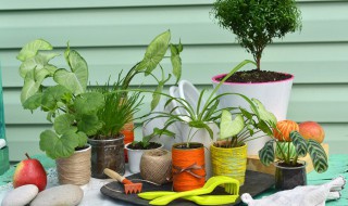 本命年办公桌摆什么花 本命年办公桌摆啥花