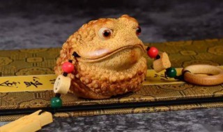 属兔的本命年家里摆什么好 属兔的本命年家里摆啥好