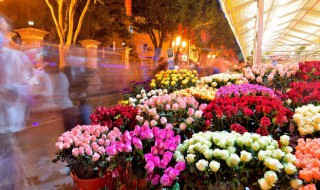 本命年家里摆什么花最好 本命年家里摆哪些花最好