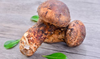 松茸炖多久 松茸炖多长时间才能吃呢