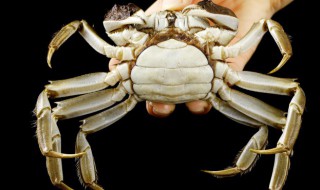 大闸蟹清蒸多久 大闸蟹清蒸多长时间才熟呢