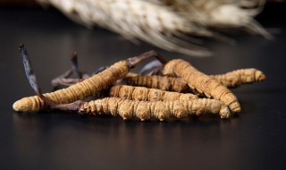 虫草一般炖多久才熟