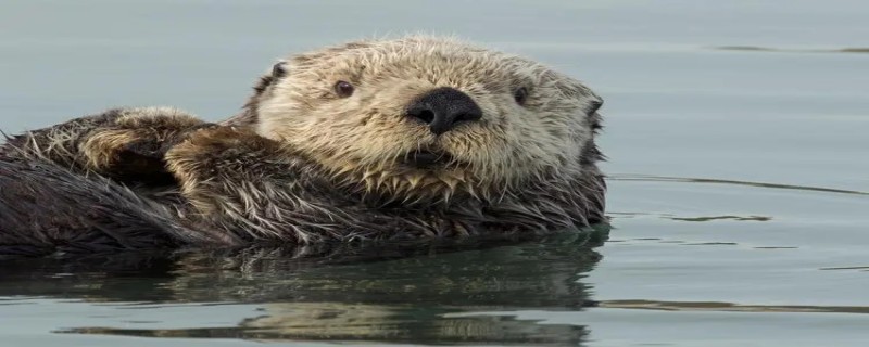 水獭和海獭有什么区别