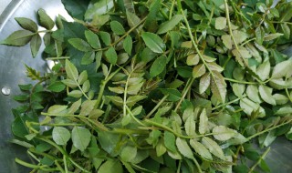 花椒叶子怎么吃法 花椒叶最正宗的三种吃法