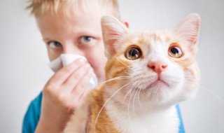 小猫吃猫砂怎么办 猫吃猫砂的解决办法