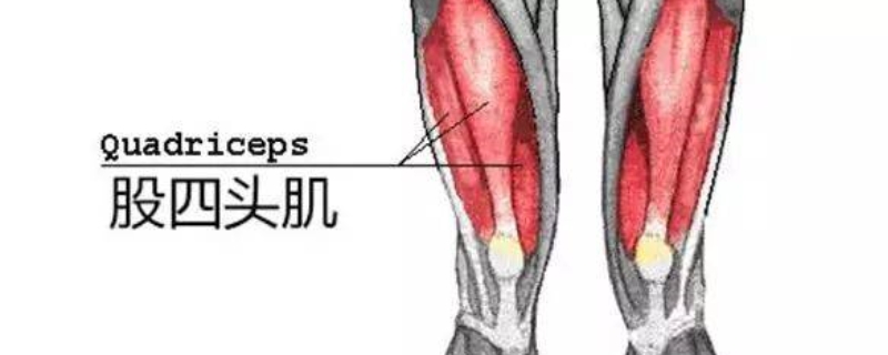 股四头肌肌腱撕裂可以吃生姜吗