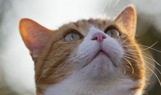 猫不吃饭精神不好怎么办 猫不吃饭精神不好怎样做