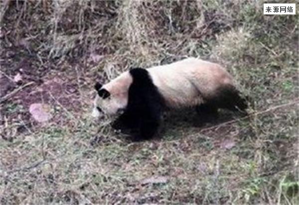 回娘家途中偶遇大熊猫女子忙拍照