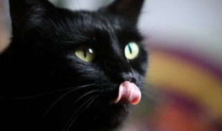 猫咪驱虫药怎么吃 怎么给猫喂驱虫药