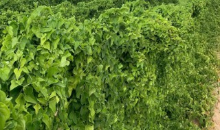 山药叶怎么吃 山药叶如何吃好呢