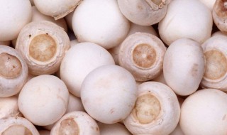 口蘑能生吃吗 口蘑可不可以生吃呢