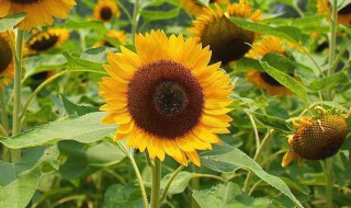 吃向日葵有什么好处 吃向日葵有什么功效与作用呢