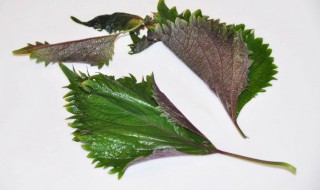 紫苏叶能生吃吗 紫苏叶可不可以生吃呢