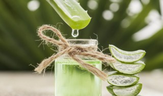 新鲜芦荟能生吃吗 新鲜芦荟是否可以生吃呢