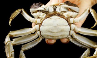 螃蟹能生吃吗 螃蟹可不可以生吃呢