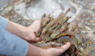 大虾能生吃吗 大虾是否可以生吃呢
