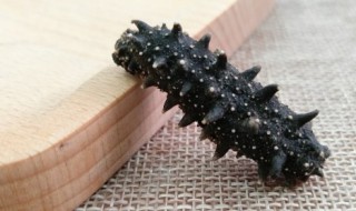 青少年吃海参有什么好处 青少年吃海参对身体有什么好处