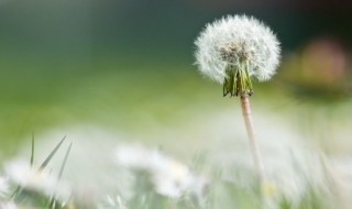 婆婆丁能生吃吗 婆婆丁是否可以生吃