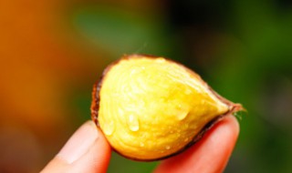 板栗发芽了还可以吃吗 板栗发芽了还能吃吗