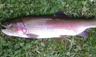 虹鳟鱼能生吃吗 虹鳟鱼是否可以生吃