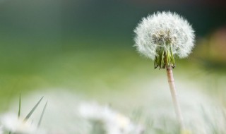 蒲公英可以晚上喝吗 蒲公英能不能晚上喝呢