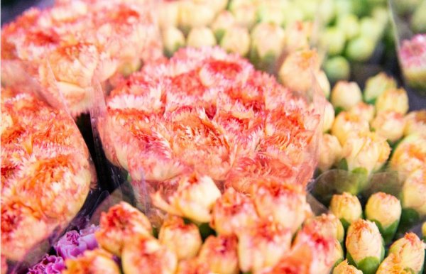 重庆花市有哪些地方