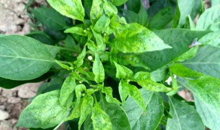 辣椒叶子怎么吃 如何吃辣椒叶