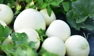 梨瓜怎么吃 梨瓜如何吃