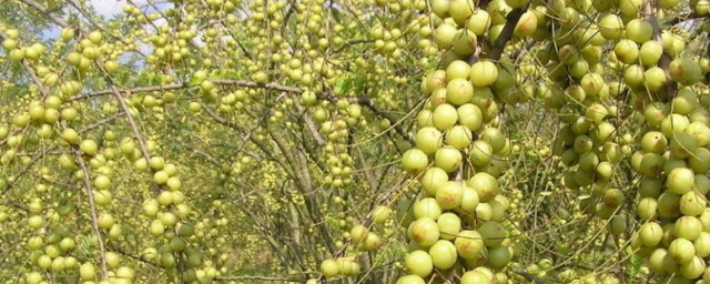 野生余甘果几月份成熟 野生余甘果什么时候成熟