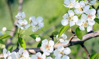 梨花怎么吃 梨花怎么吃比较好吃