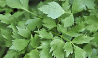 川芎的叶子怎么吃 怎么吃川芎的叶子