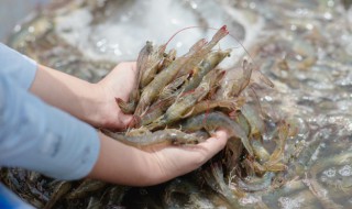 煮鲜虾汤放什么调料 煮虾放哪些调料