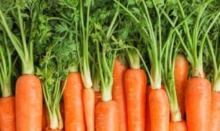 红萝卜鸡汤的做法 红萝卜鸡汤怎么做