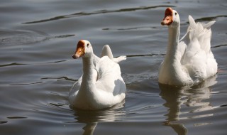 吃鹅的功效与作用 鹅肉有什么功效与作用